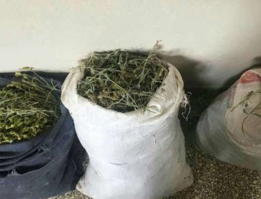 Κλέβουν μέχρι και το τσάι: Συμμορίες ένοπλων Αλβανών «οργώνουν» τα ελληνικά βουνά!